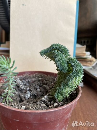 Седум (очиток ) кристатум