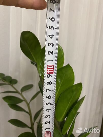 Замиокулькас 120 см