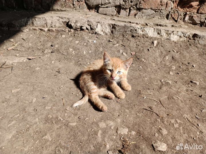 Котятки в добрые руки
