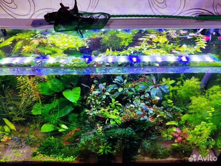 Аквариумные растения