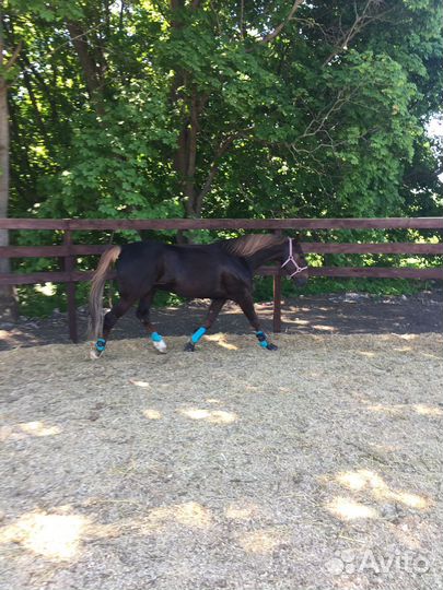 Продам коня