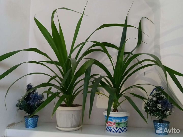 Комнатные цветы