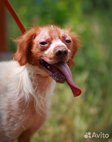 Бретонский эпаньоль