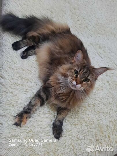 Отдам в добрые руки кошку Мейн кун