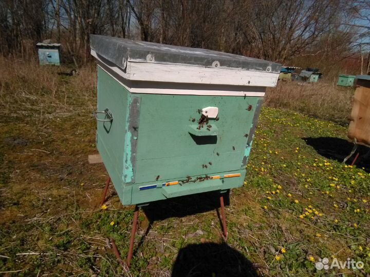 Продаются пчелы в 12-рамочных ульях