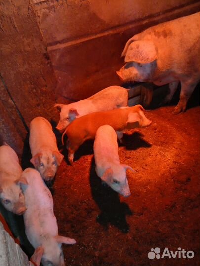 Поросята 1 месяц