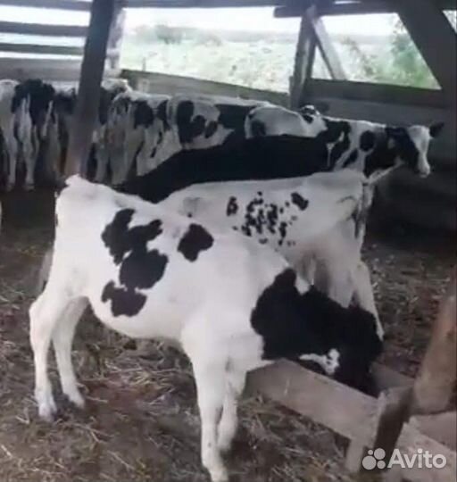 Бычки и телята