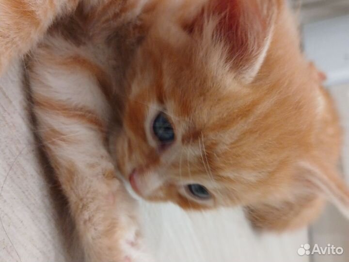 Котята рыжие, все мальчик
