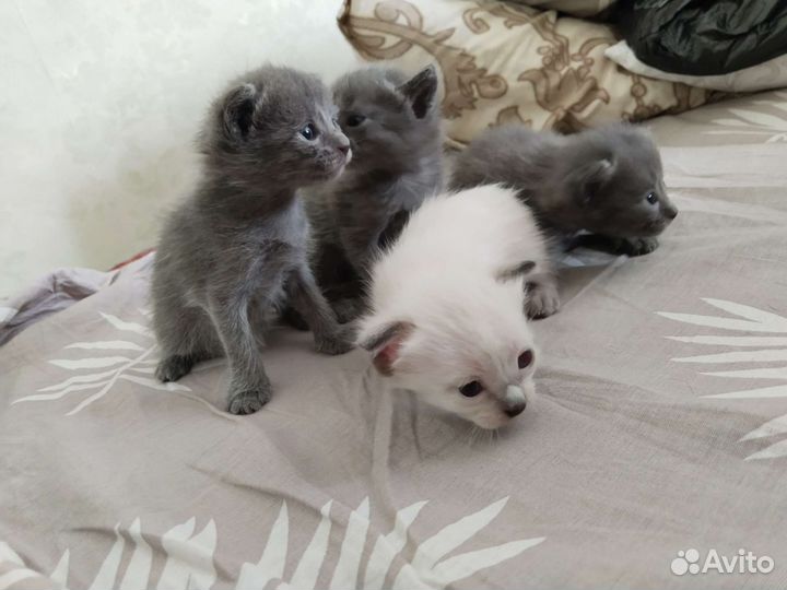 Кошка в дар бесплатно