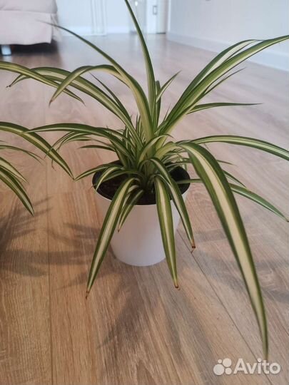 Хлорофитум (Кучерявый Бонни) 2 шт в горшках