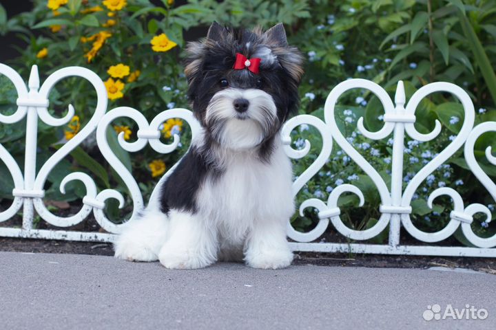 Щенок Бивер девочка