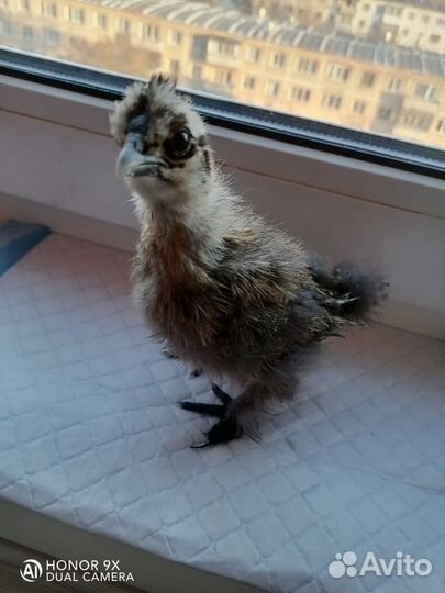 Цыплята шелковые, инкубационное яйцо