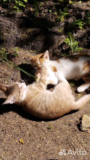 Рыжий котенок мальчик 2.5 месяца