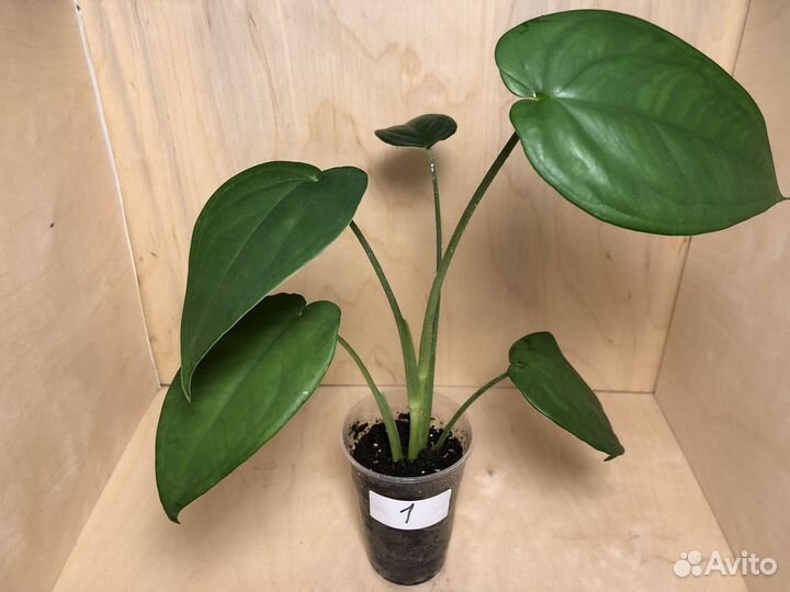 Сингониумы сортовые