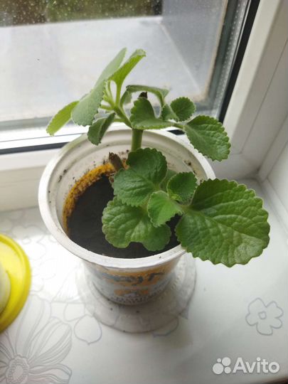 Мята (10 сортов)