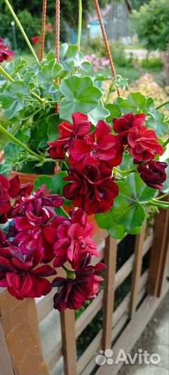 Герань пеларгония