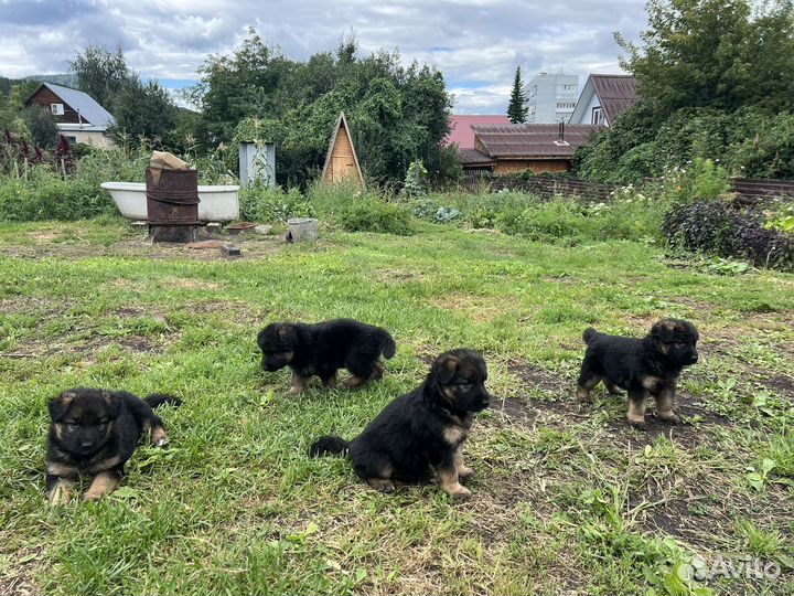 Щенки немецкой овчарки