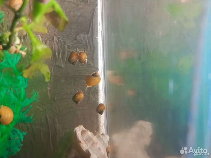 Улитки аквариумные ампулярии