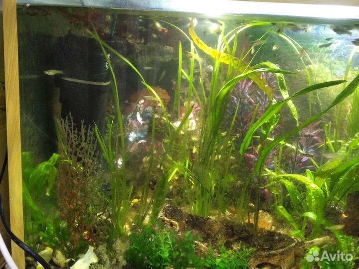 Аквариум