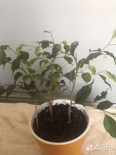 Фикус Бенджамина, отростки