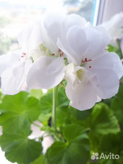 Пеларгония