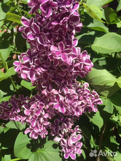 Сирень сенсация, белая махровая