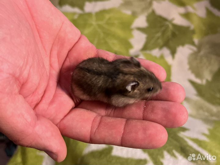 Джунгарский хомяк
