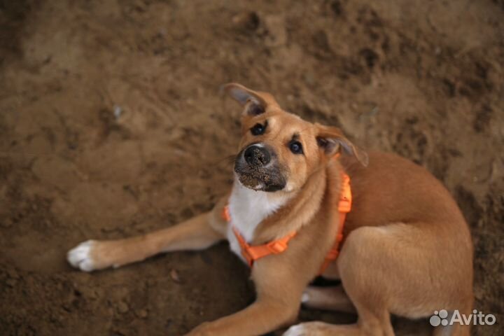 Щенок в добрые руки