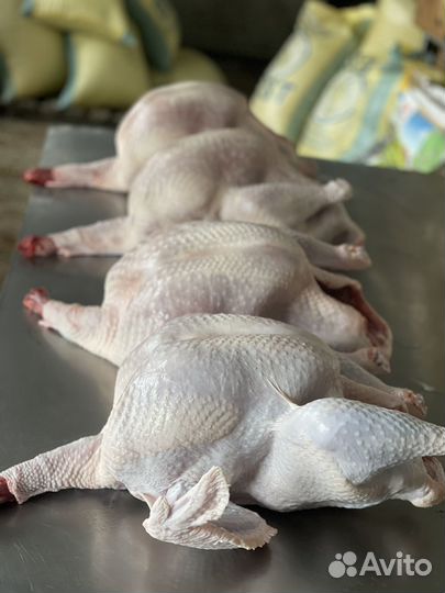 Мясо индюка