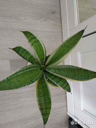 Сансевиерия ханни крем (детка)