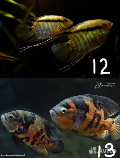 Рыбки разные