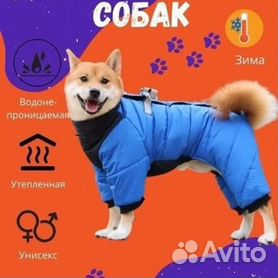 комбинезон для маленькой собаки в Кировске