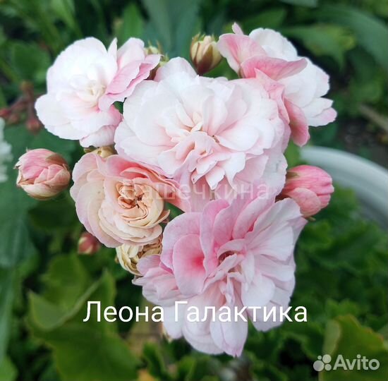 Пеларгония герань срезы