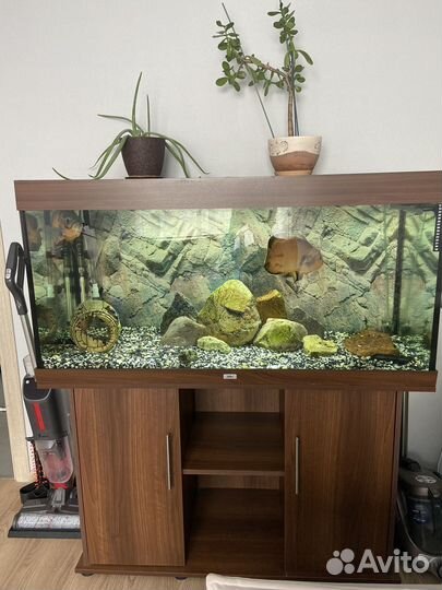 Аквариум Juwel 300