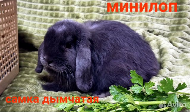 Кролики минилоп карликовые ручные видео объявление продам