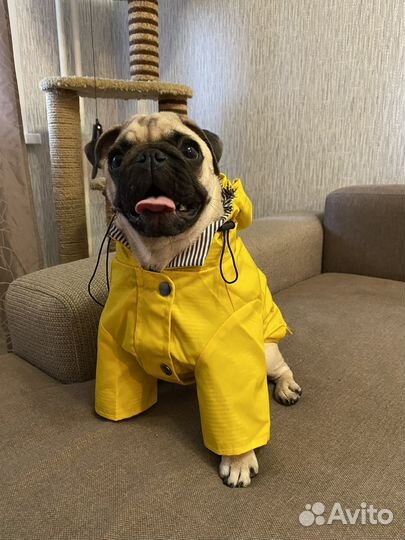 Одежда для собак
