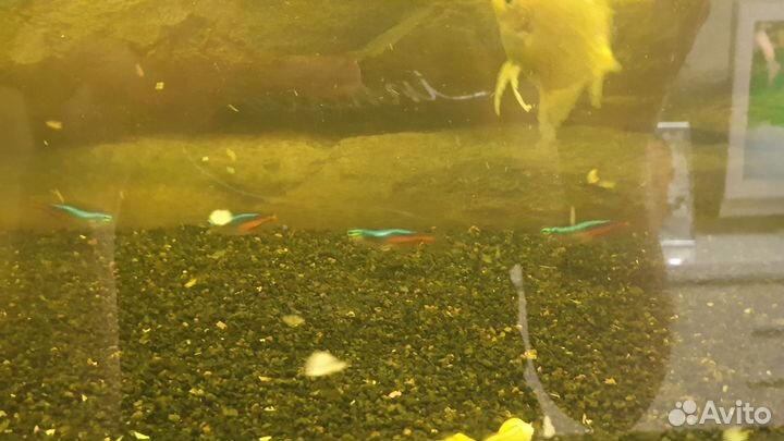 Аквариумные рыбки