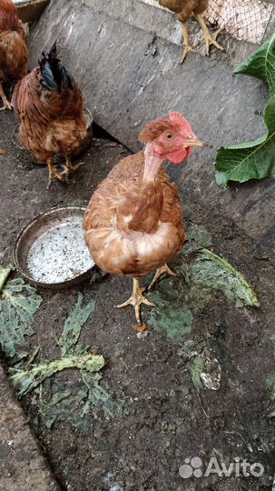 Куры голошейки