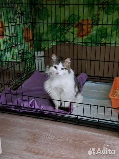 Кошечка ищет дом