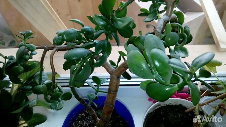 Толстянка, денежное дерево