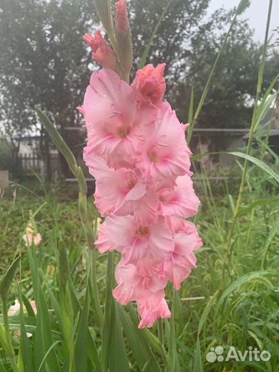 Гладиолусы луковицы