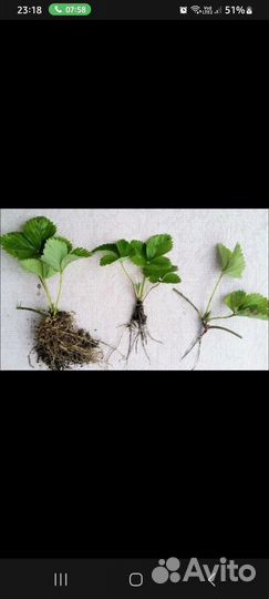 Рассада клубники