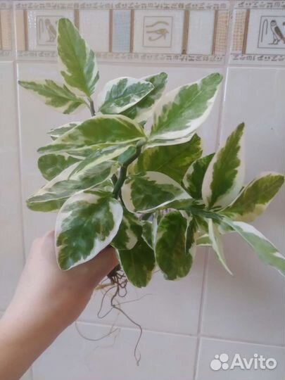 Комнатные цветы