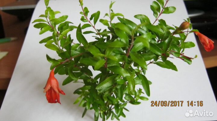 Гранат карликовый комнатный