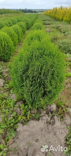 Туя шаровидная Хозери, в наличии, доставка