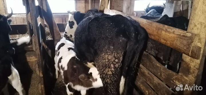 Продам тёлочка с бычком