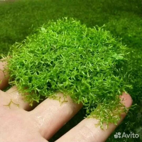 Риччия аквариумное растение
