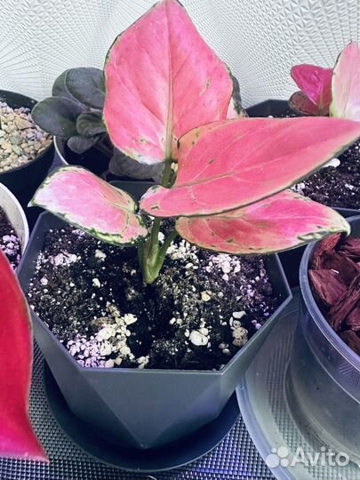 Аглаонема Red zircon