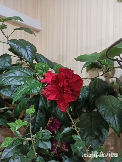 Черенки гибискуса (бронь 26.09)