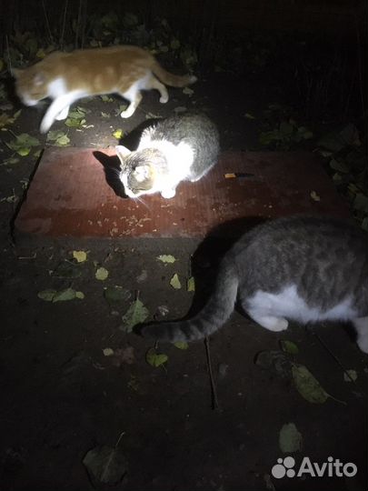 Замерзают кошки